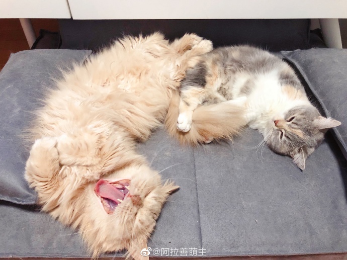 猫图片|宠物猫|猫咪|