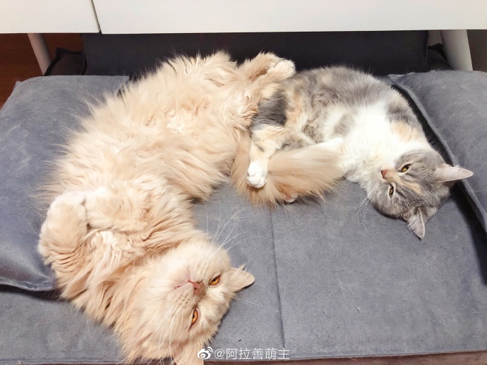 猫图片|宠物猫|猫咪|