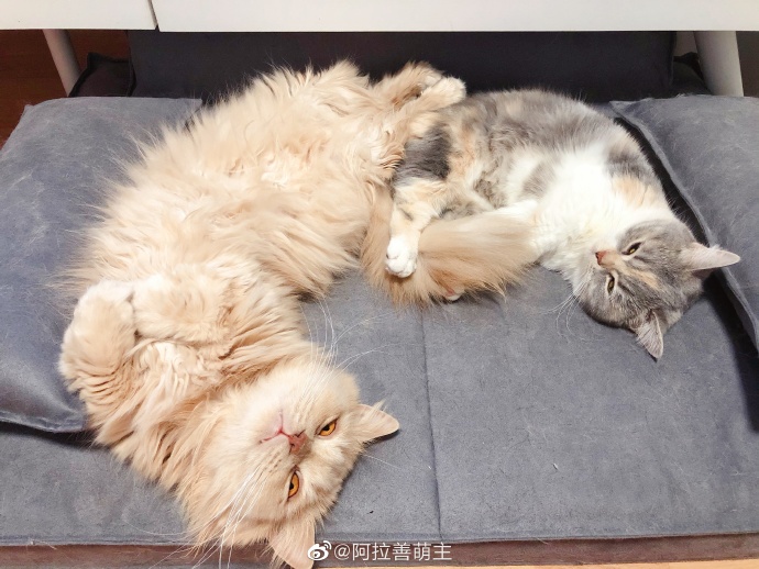 猫图片|宠物猫|猫咪|