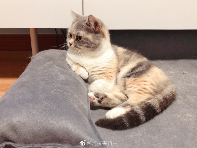 猫图片|宠物猫|猫咪|