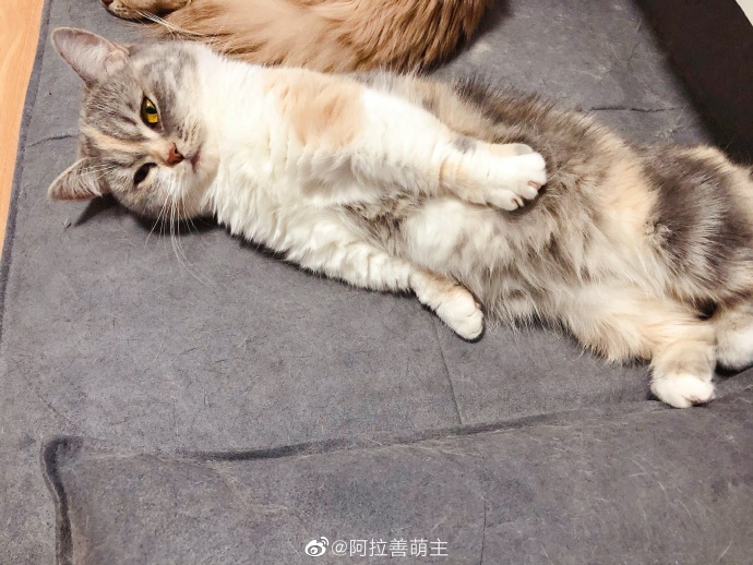 猫图片|宠物猫|猫咪|