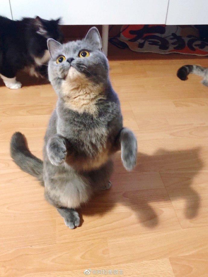 猫图片|宠物猫|猫咪|