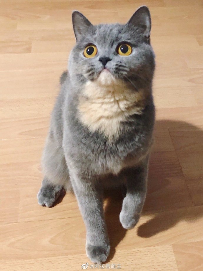 猫图片|宠物猫|猫咪|