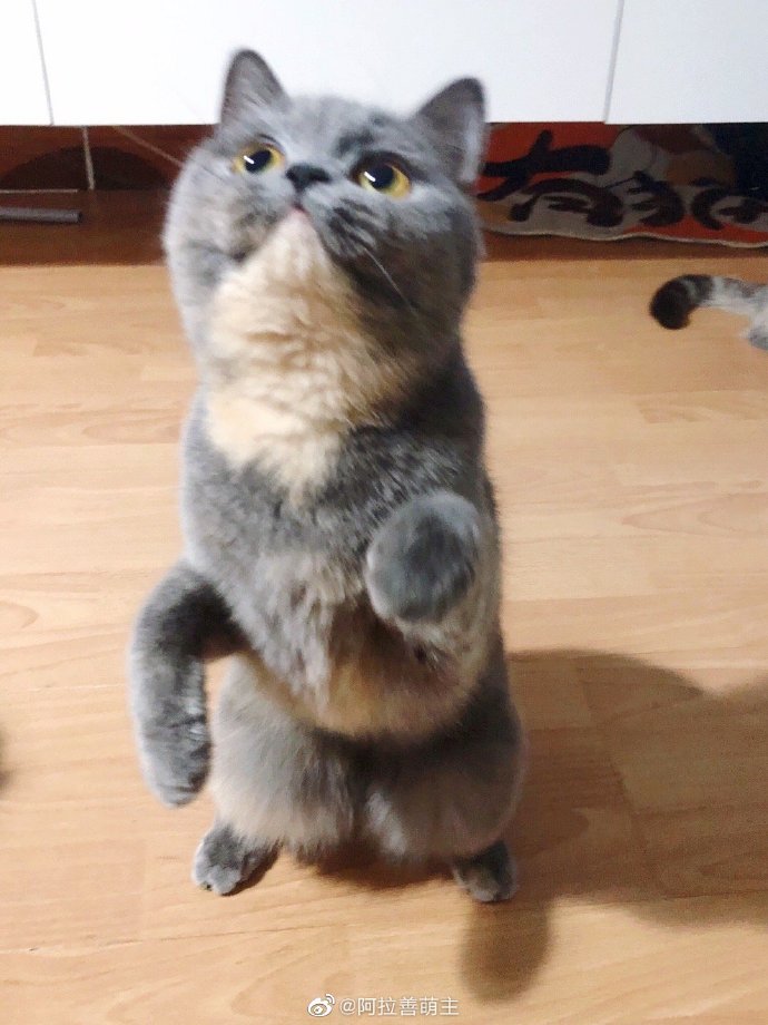 猫图片|宠物猫|猫咪|