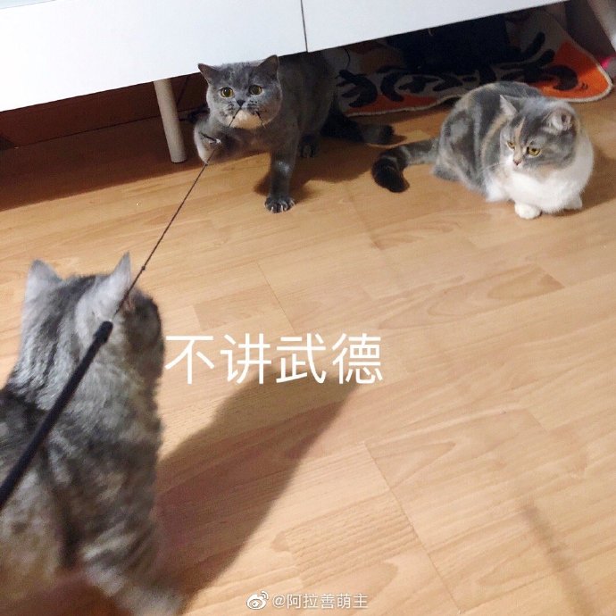 猫图片|宠物猫|猫咪|