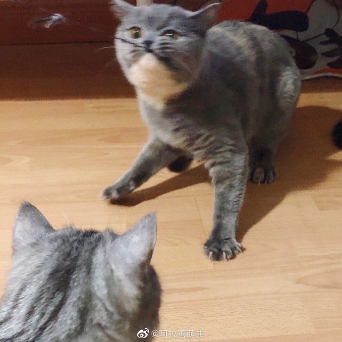 猫图片|宠物猫|猫咪|