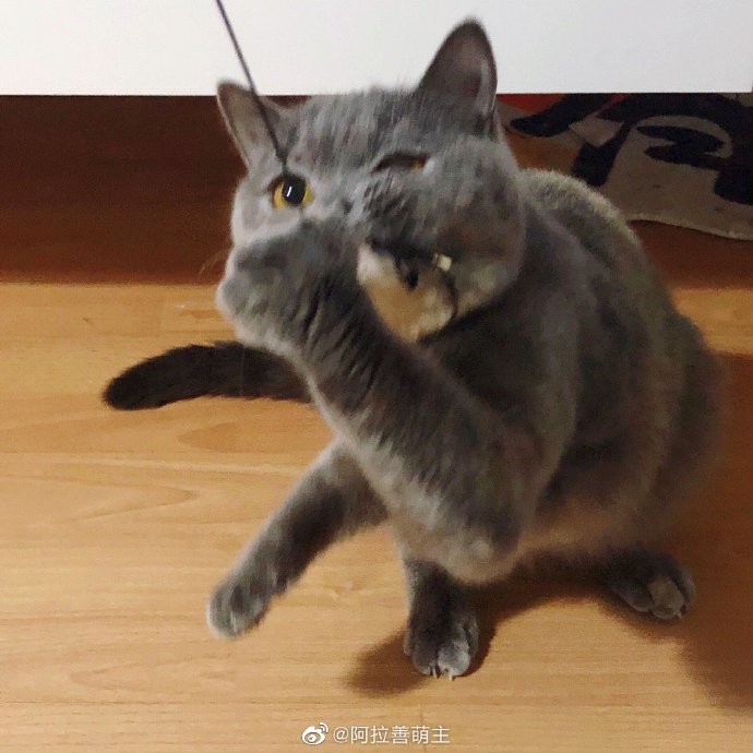 猫图片|宠物猫|猫咪|