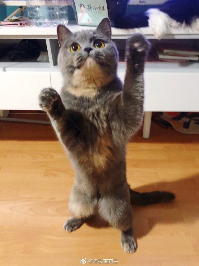 猫图片|宠物猫|猫咪|