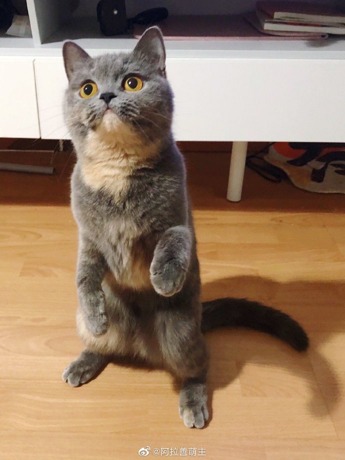 猫图片|宠物猫|猫咪|