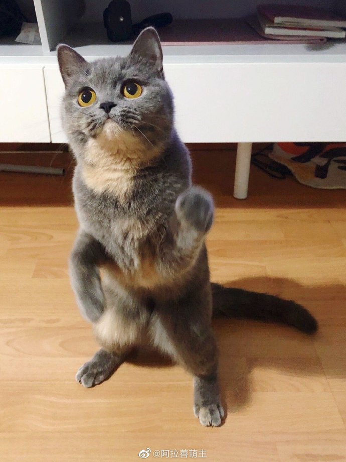 猫图片|宠物猫|猫咪|