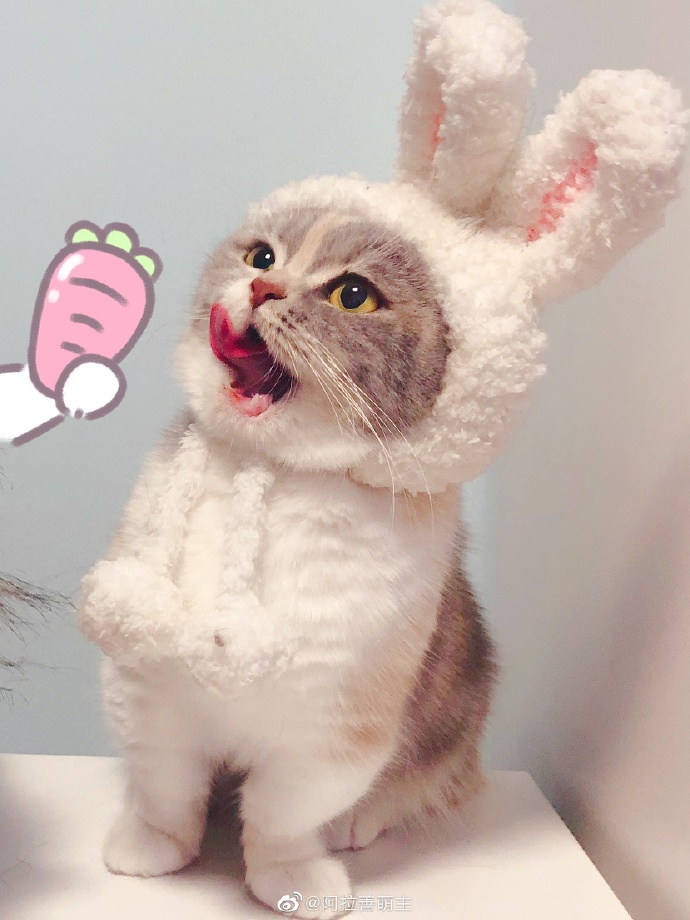 猫图片|宠物猫|猫咪|