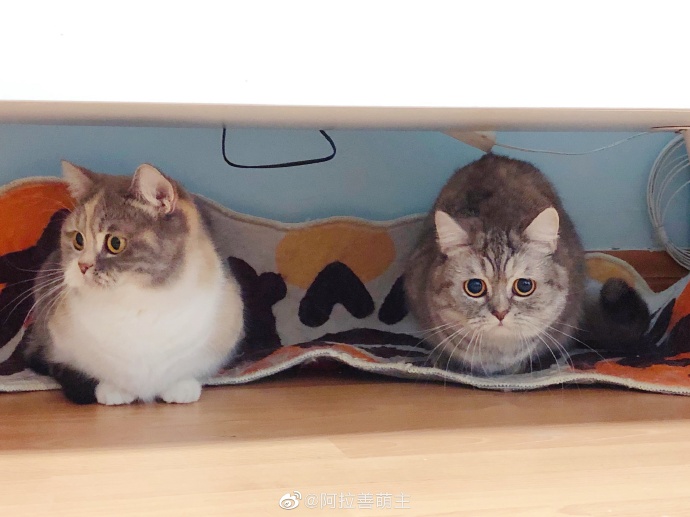 猫图片|宠物猫|猫咪|