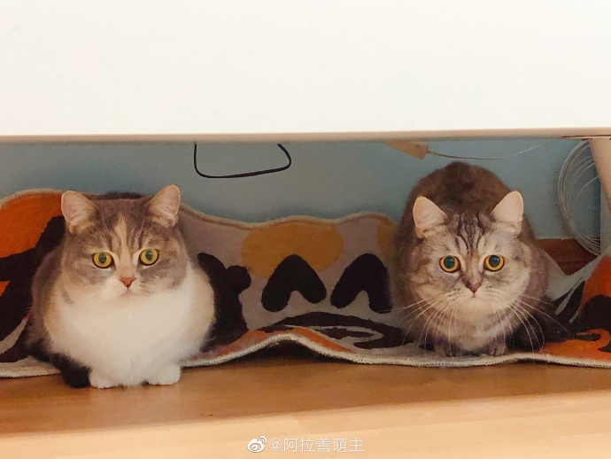 猫图片|宠物猫|猫咪|