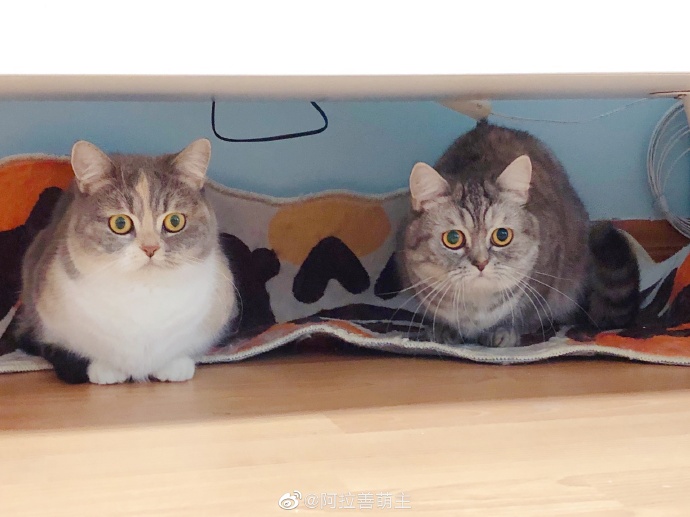 猫图片|宠物猫|猫咪|