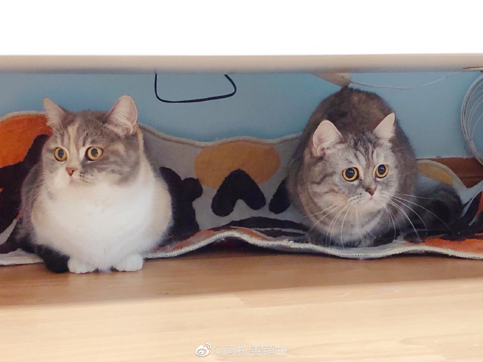 猫图片|宠物猫|猫咪|