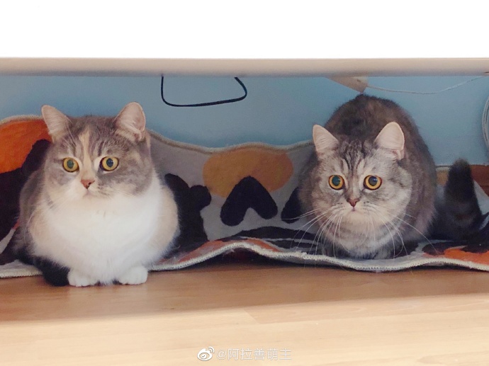 猫图片|宠物猫|猫咪|