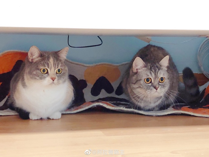 猫图片|宠物猫|猫咪|