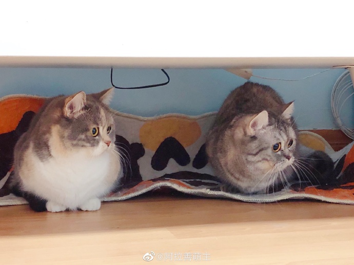 猫图片|宠物猫|猫咪|