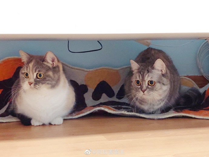 猫图片|宠物猫|猫咪|