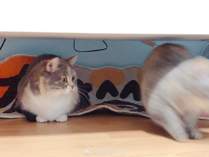 猫图片|宠物猫|猫咪|