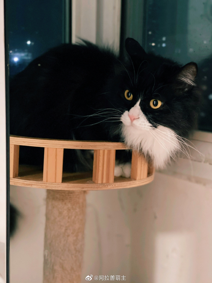 猫图片|宠物猫|猫咪|