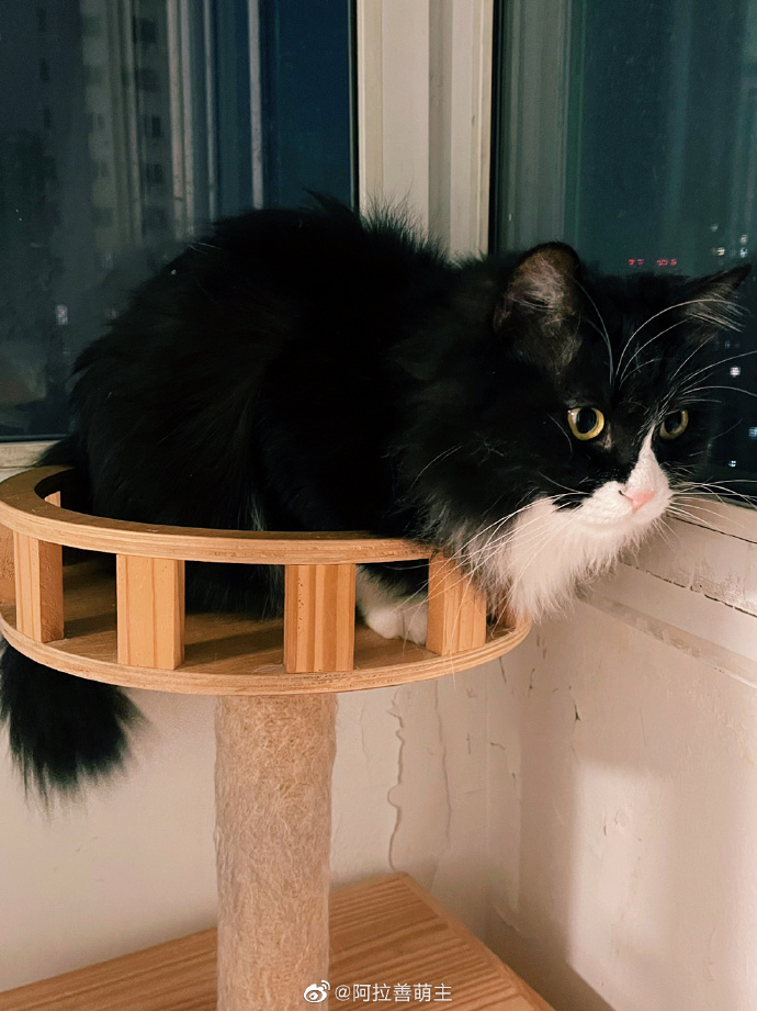 猫图片|宠物猫|猫咪|