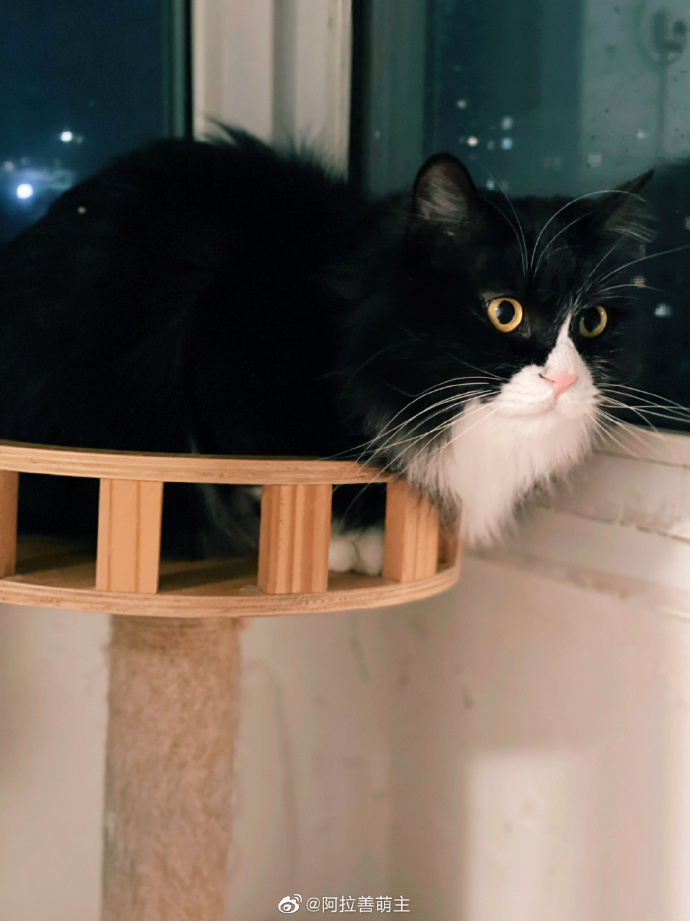 猫图片|宠物猫|猫咪|