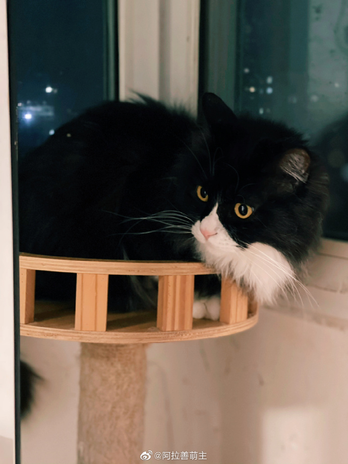 猫图片|宠物猫|猫咪|