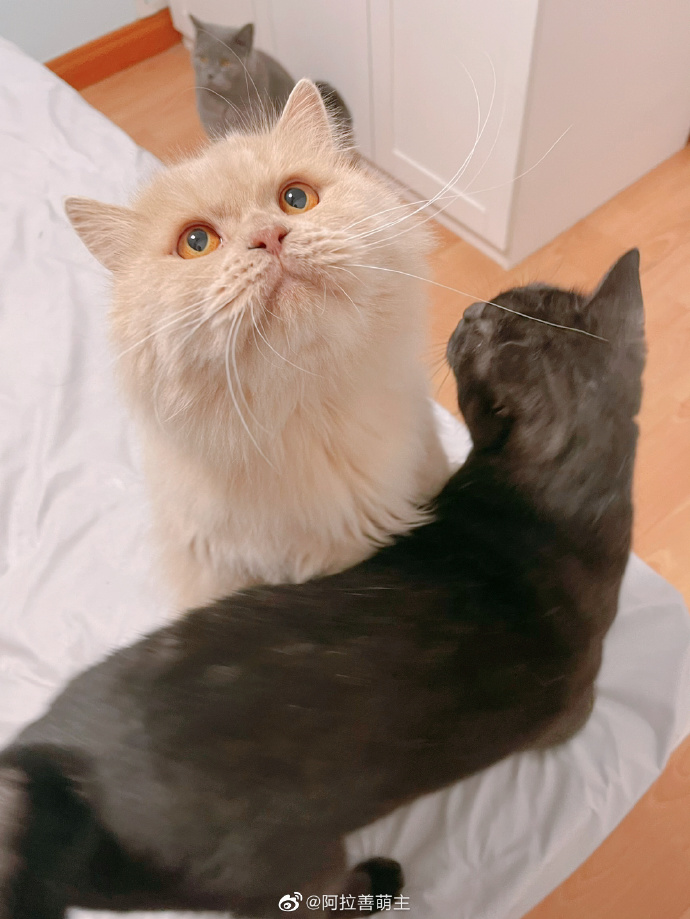 猫图片|宠物猫|猫咪|