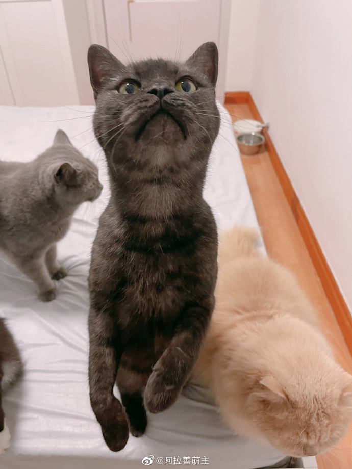 猫图片|宠物猫|猫咪|