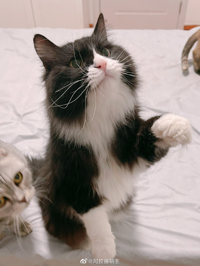 猫图片|宠物猫|猫咪|