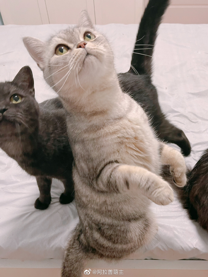 猫图片|宠物猫|猫咪|