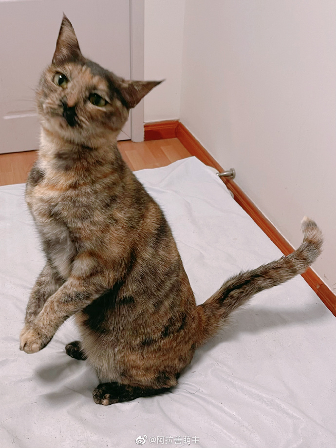 猫图片|宠物猫|猫咪|