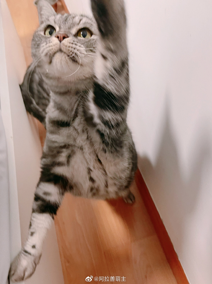 猫图片|宠物猫|猫咪|