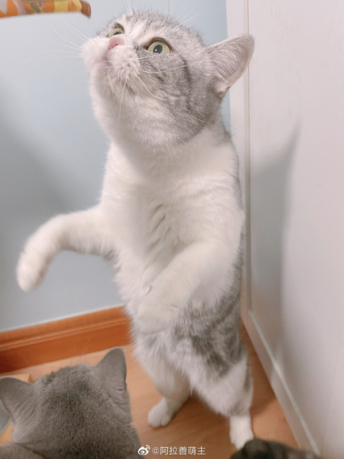 猫图片|宠物猫|猫咪|