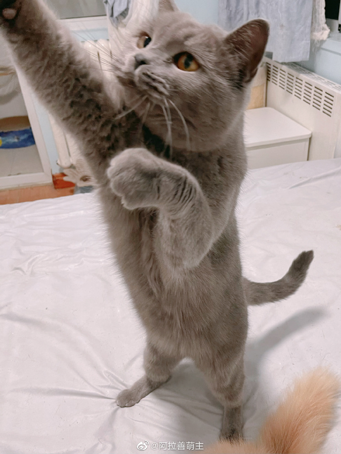 猫图片|宠物猫|猫咪|