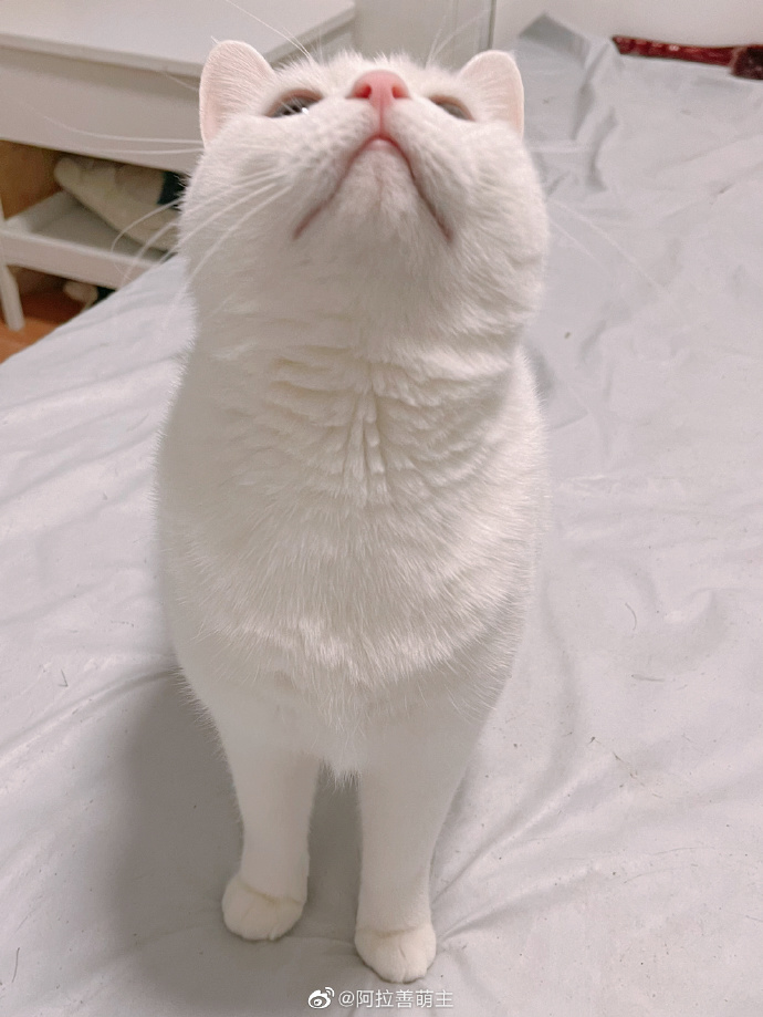 猫图片|宠物猫|猫咪|