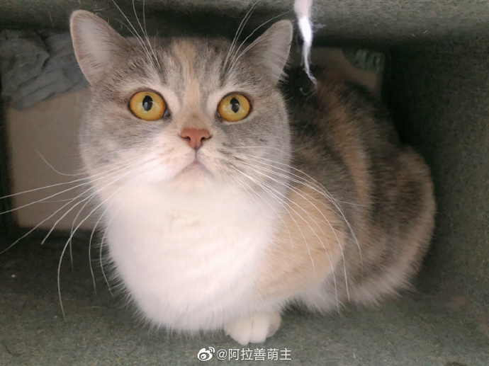 猫图片|宠物猫|猫咪|