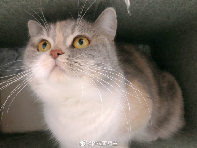 猫图片|宠物猫|猫咪|