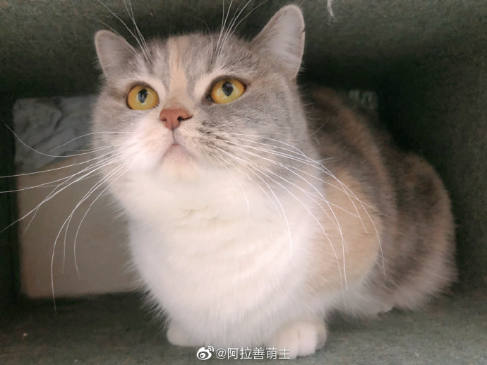 猫图片|宠物猫|猫咪|