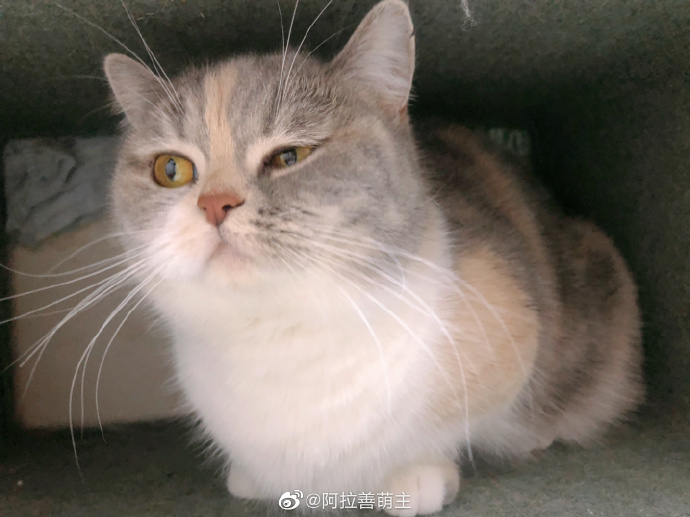 猫图片|宠物猫|猫咪|
