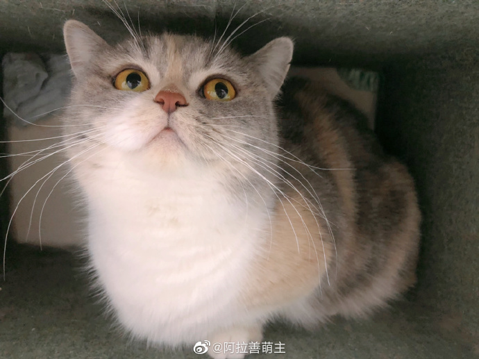 猫图片|宠物猫|猫咪|