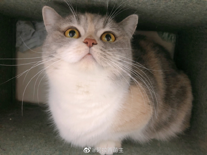 猫图片|宠物猫|猫咪|