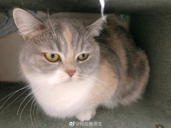 猫图片|宠物猫|猫咪|