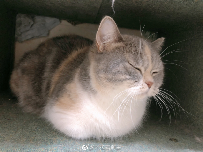 猫图片|宠物猫|猫咪|