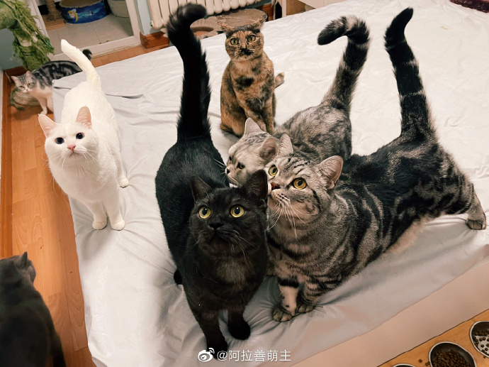 猫图片|宠物猫|猫咪|