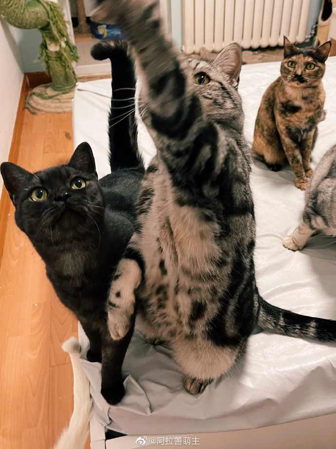 猫图片|宠物猫|猫咪|