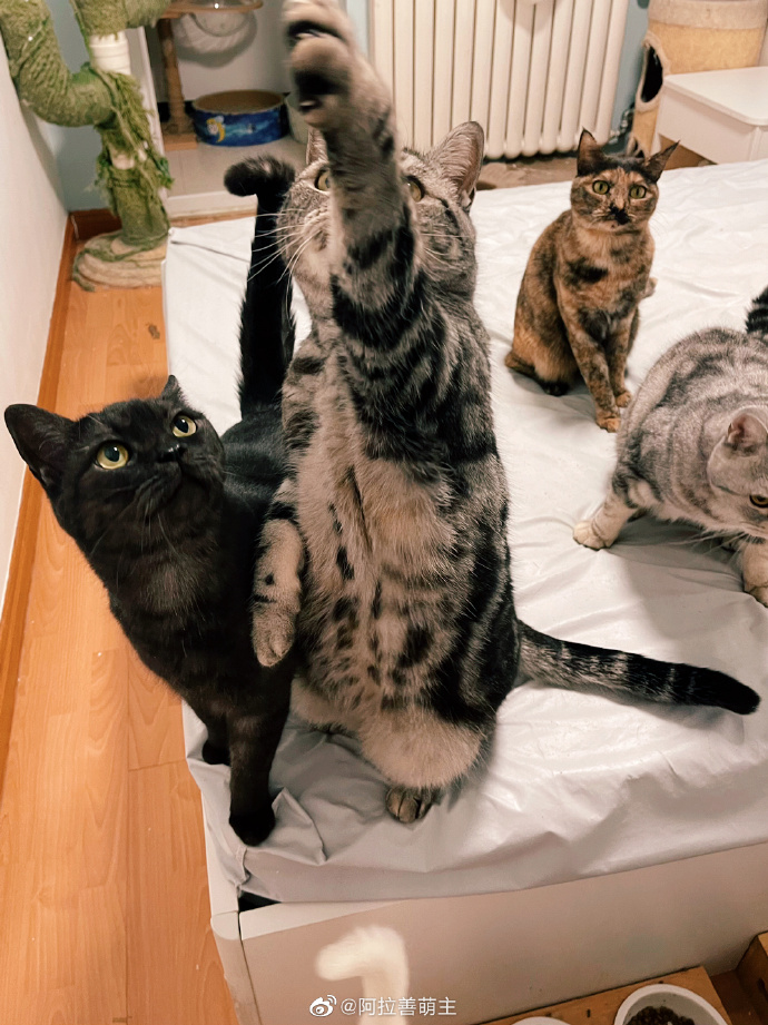 猫图片|宠物猫|猫咪|