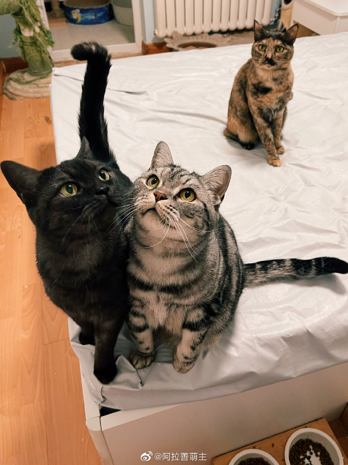 猫图片|宠物猫|猫咪|