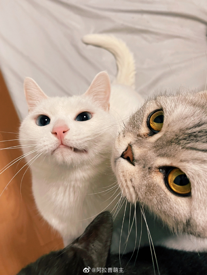 猫图片|宠物猫|猫咪|